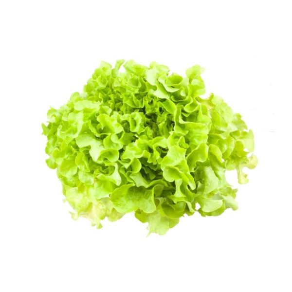 Lettuce green oak